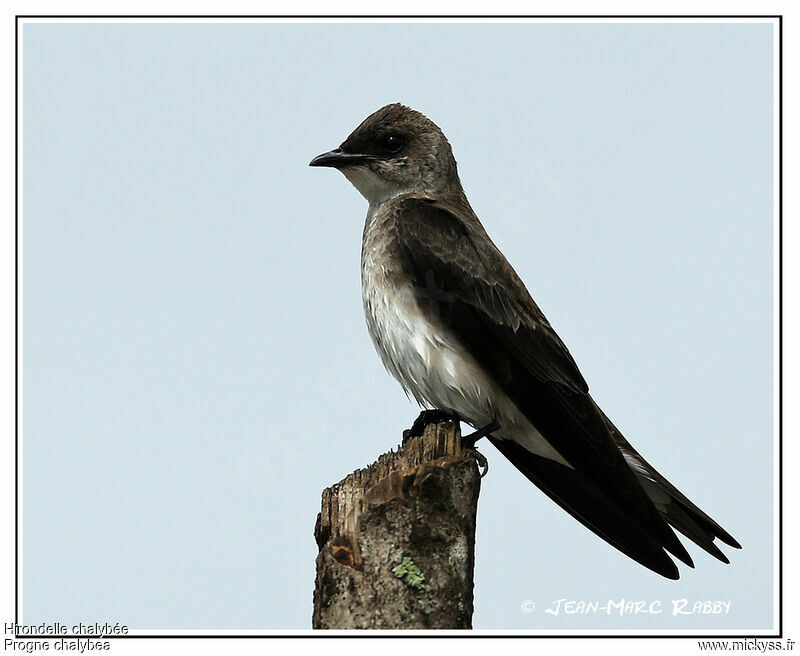 Hirondelle chalybée, identification