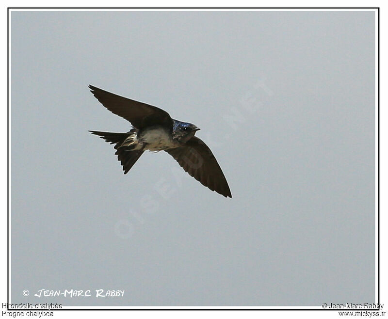 Grey-breasted Martin, Flight