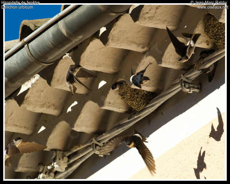 Western House Martin, identification