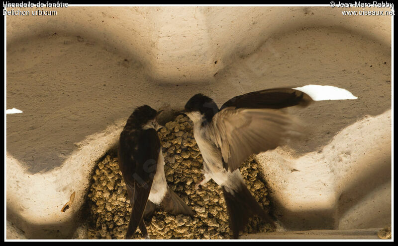 Hirondelle de fenêtre, identification, Nidification