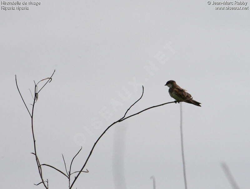 Sand Martin