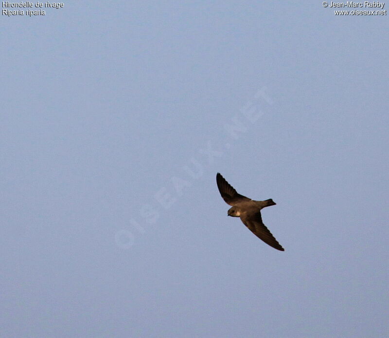 Sand Martin, identification, song