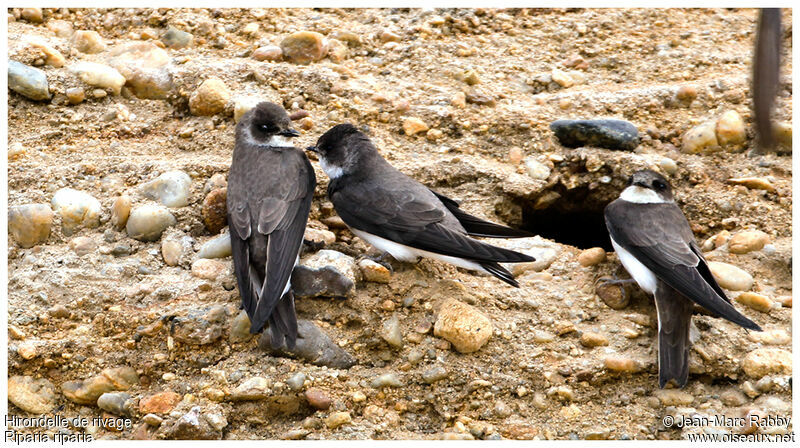 Sand Martin , identification, Reproduction-nesting