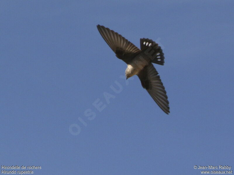 Eurasian Crag Martin