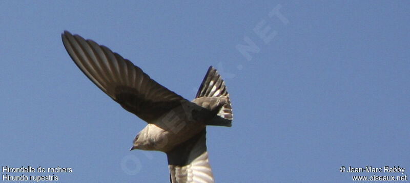 Eurasian Crag Martin