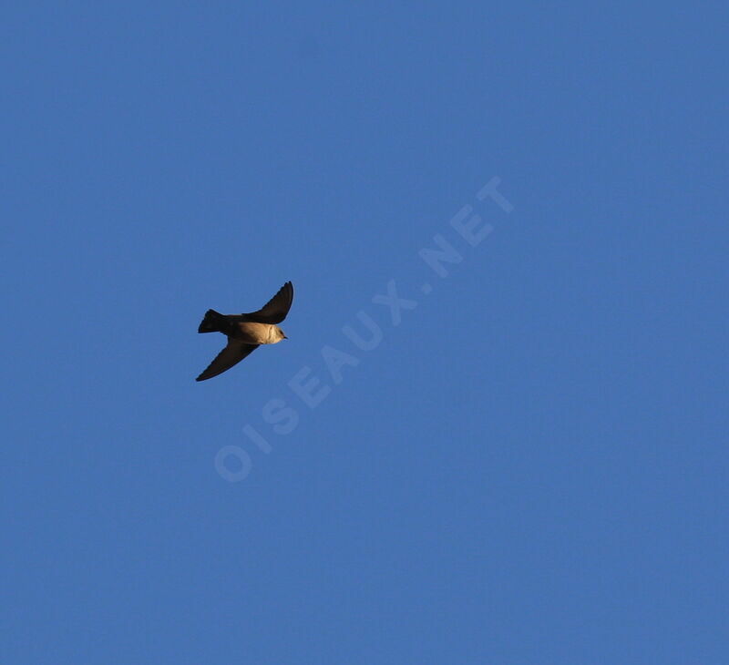 Eurasian Crag Martin