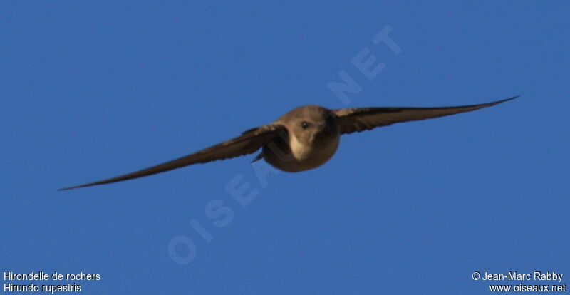 Eurasian Crag Martin