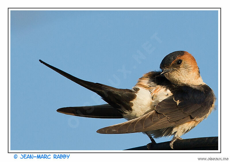 Red-rumped Swallowadult, identification