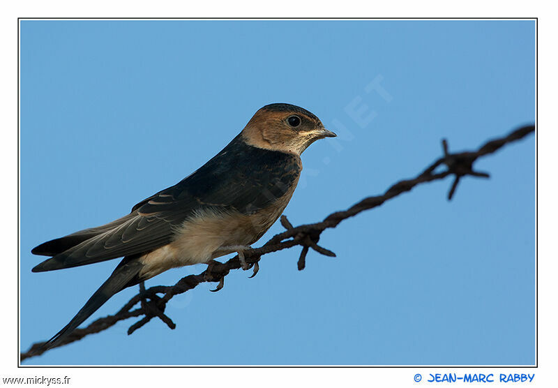 Red-rumped Swallowjuvenile