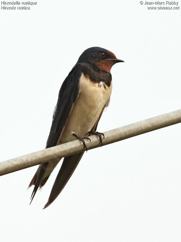 Hirondelle rustique, identification