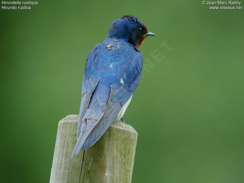 Barn Swallow, identification