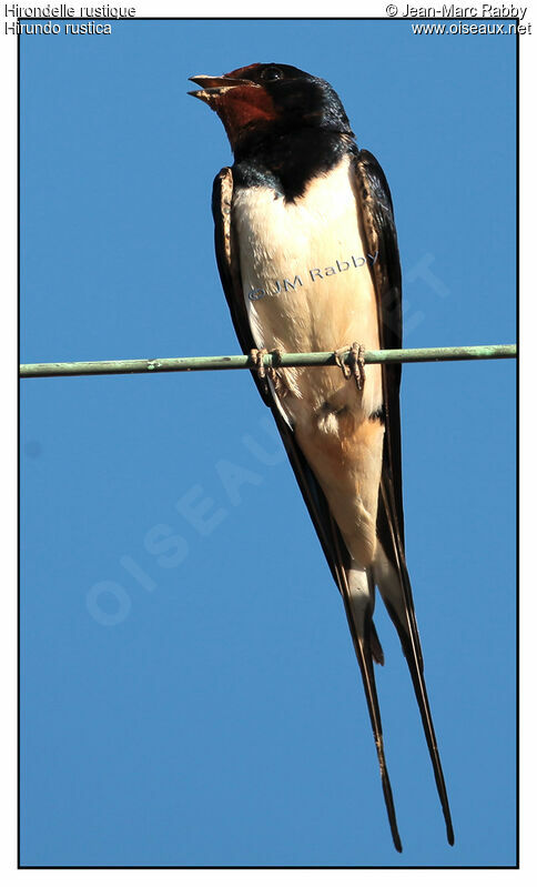 Barn Swallow, identification