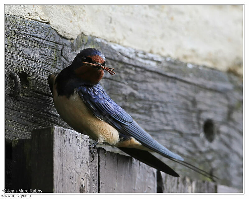 Hirondelle rustique, identification, Nidification