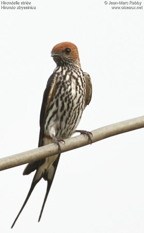 Lesser Striped Swallow, identification