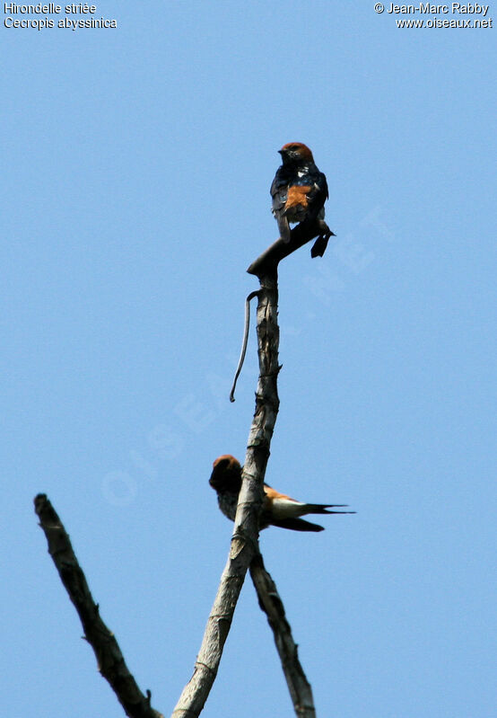 Hirondelle striée, identification