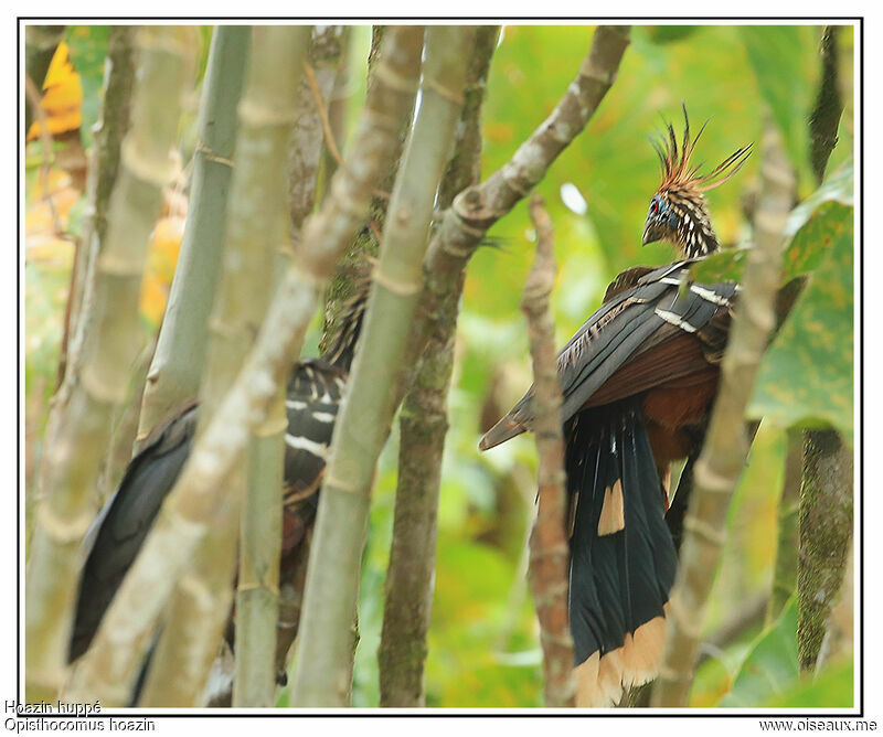 Hoazin huppé, identification