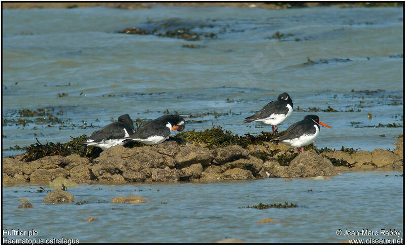 Eurasian Oystercatcher, identification