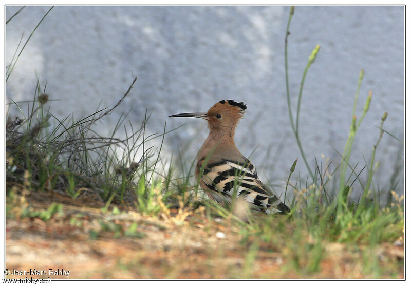 Huppe fasciée, identification