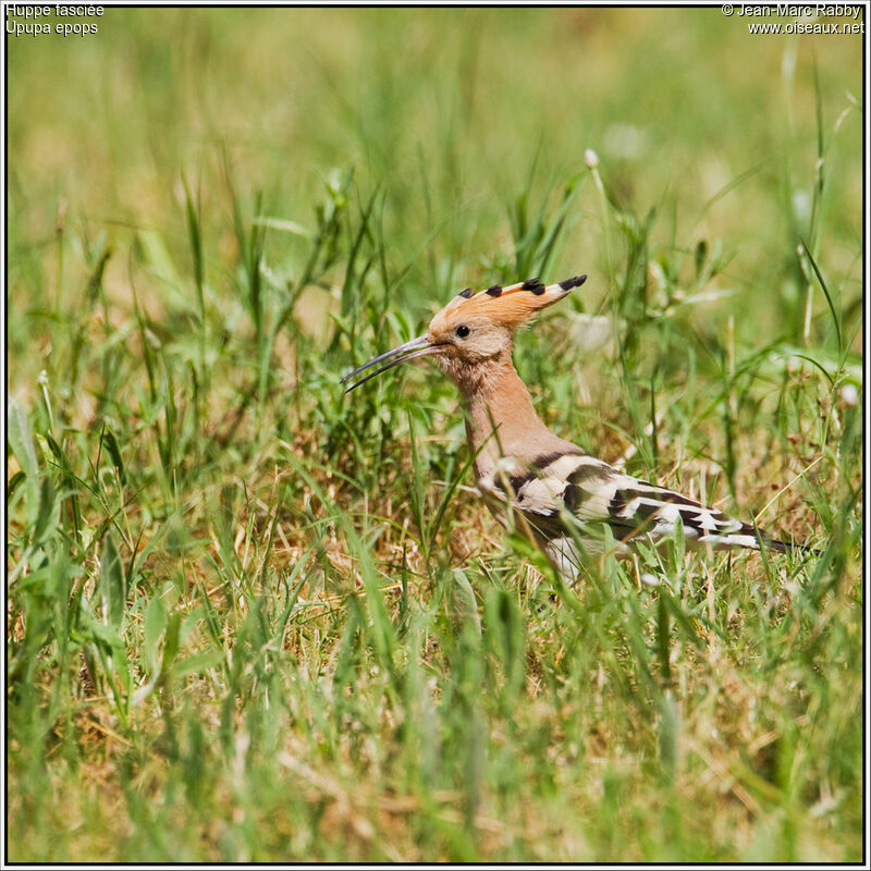 Huppe fasciée, identification