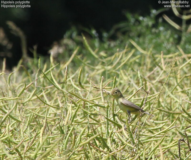 Melodious Warbler, identification