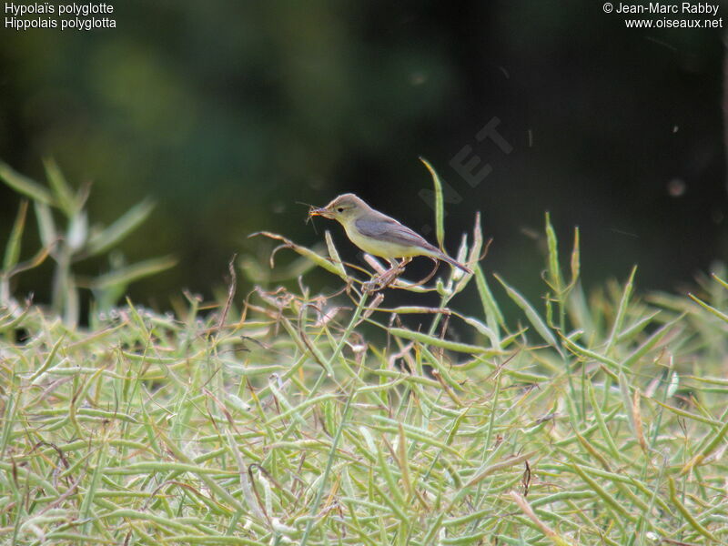 Melodious Warbler, identification