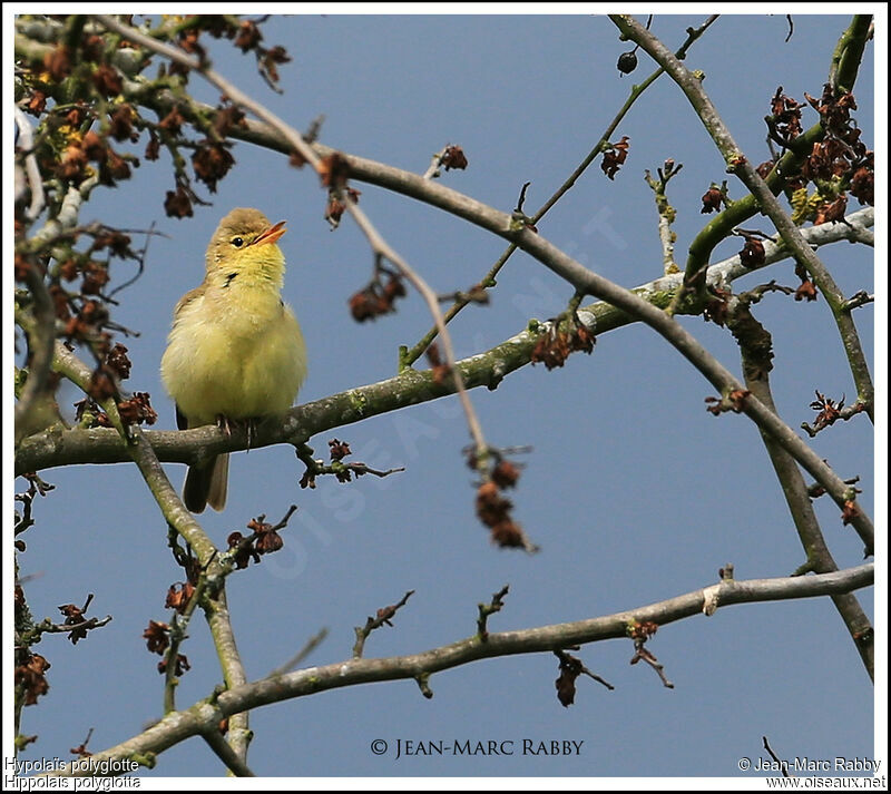 Melodious Warbler, identification