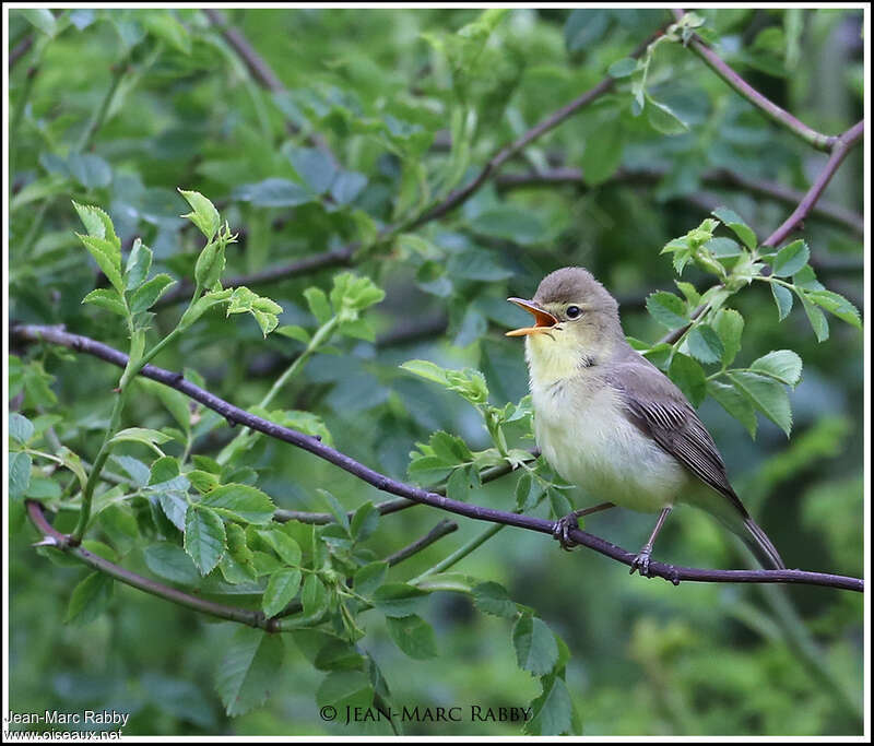 Melodious Warbler