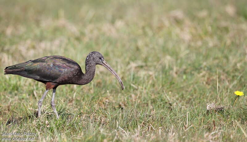 Ibis falcinelleadulte internuptial, identification