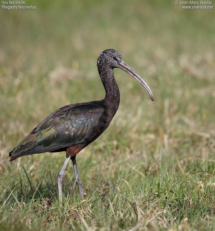 Glossy Ibis, identification