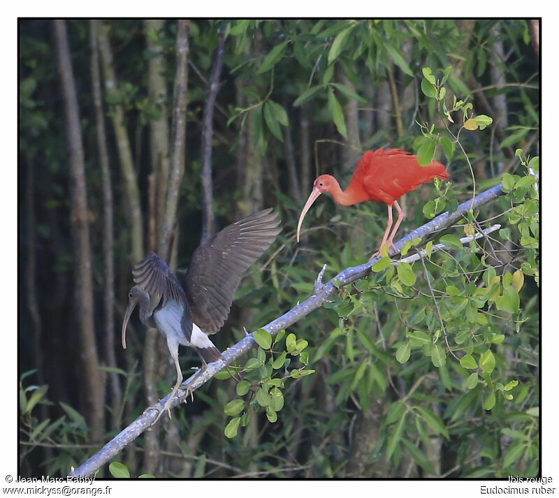 Scarlet Ibis, identification