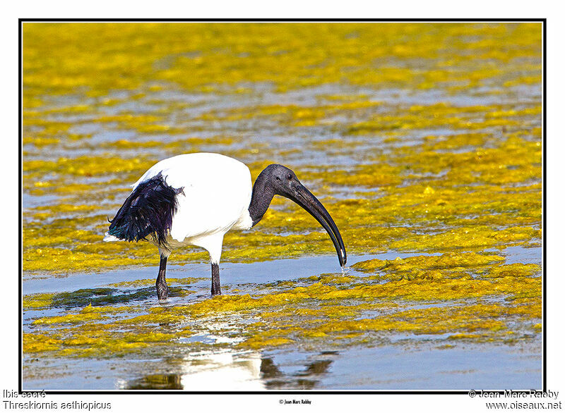 African Sacred Ibis, identification