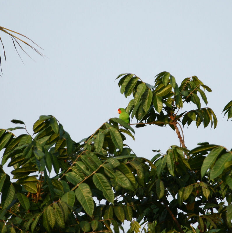 Red-headed Lovebird