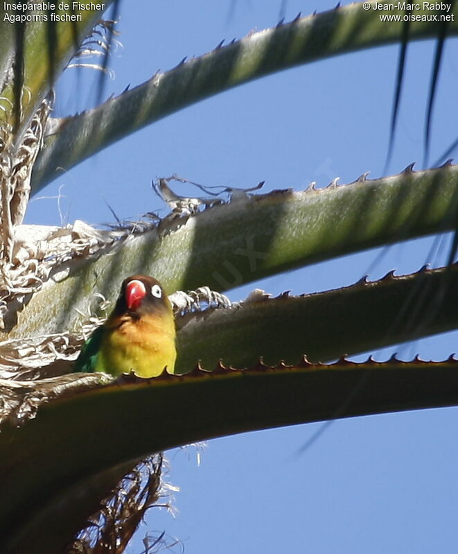 Fischer's Lovebird, identification