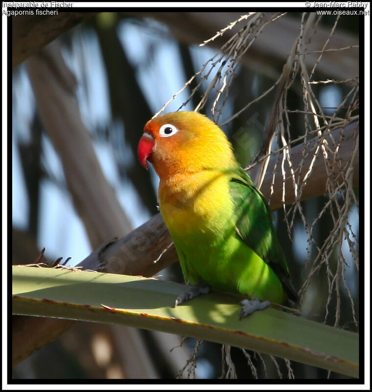 Fischer's Lovebird, identification