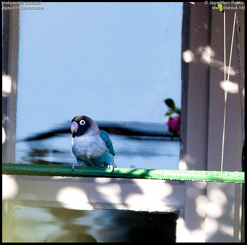 Yellow-collared Lovebird, identification