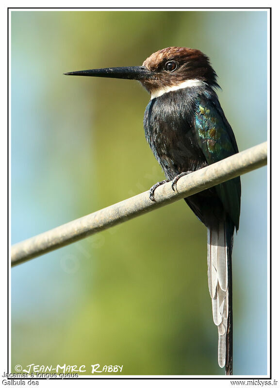 Paradise Jacamar, identification