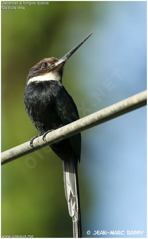 Jacamar à longue queue, identification