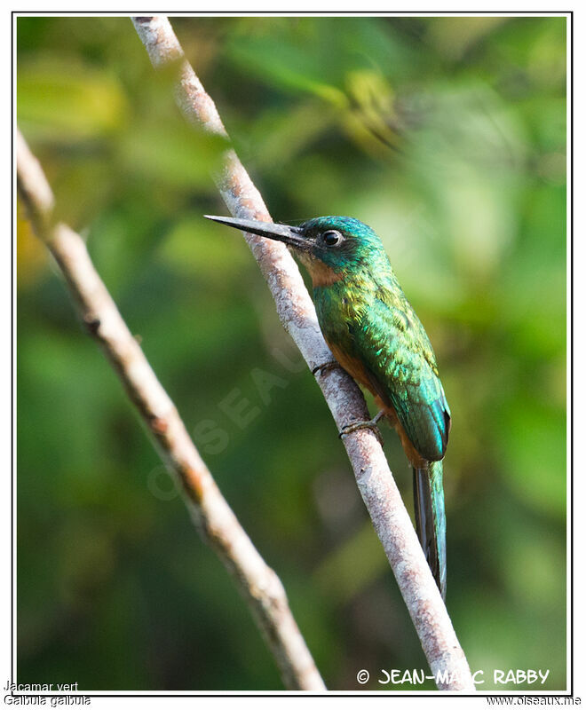 Green-tailed Jacamar, identification