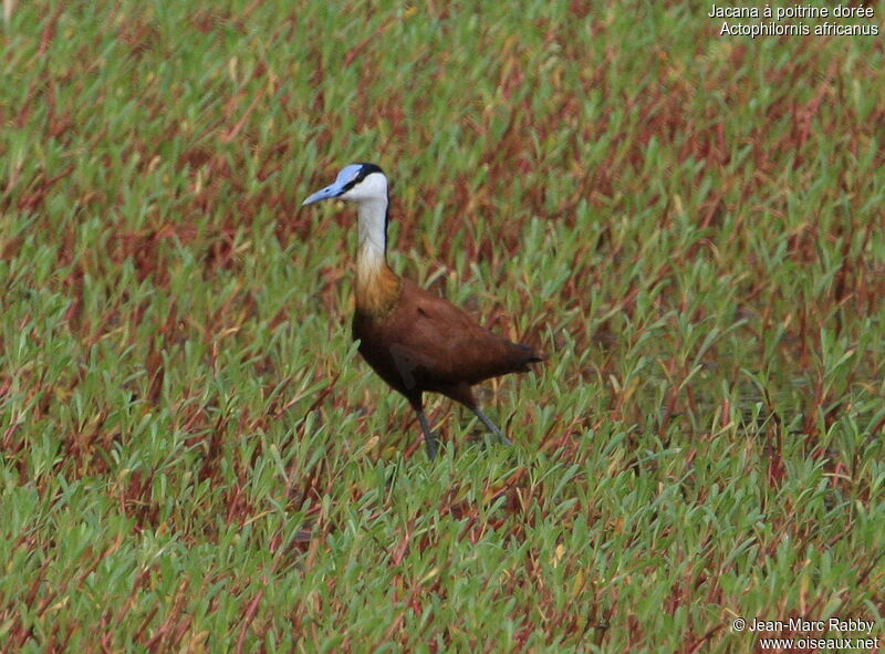 Jacana à poitrine dorée