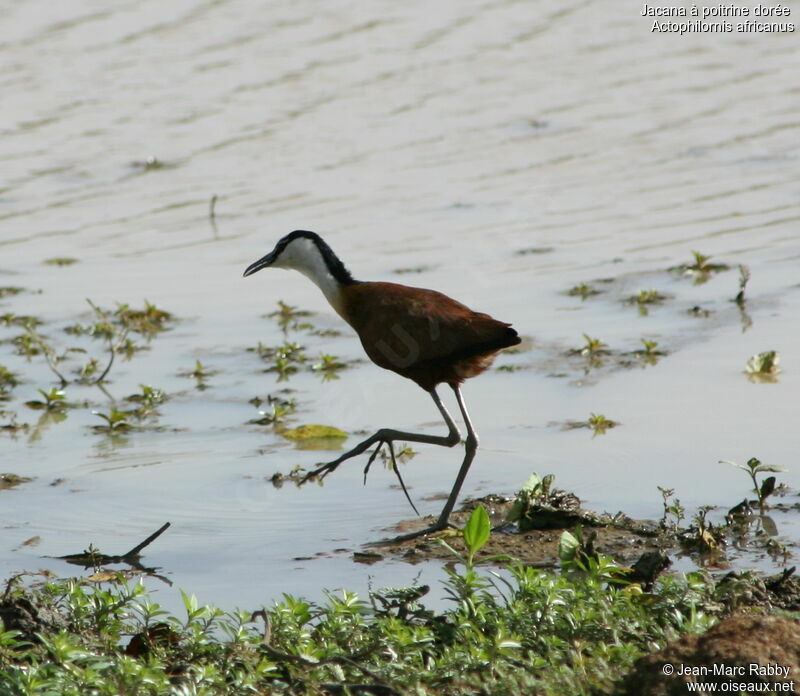 African Jacana