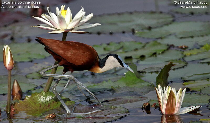 Jacana à poitrine dorée, identification