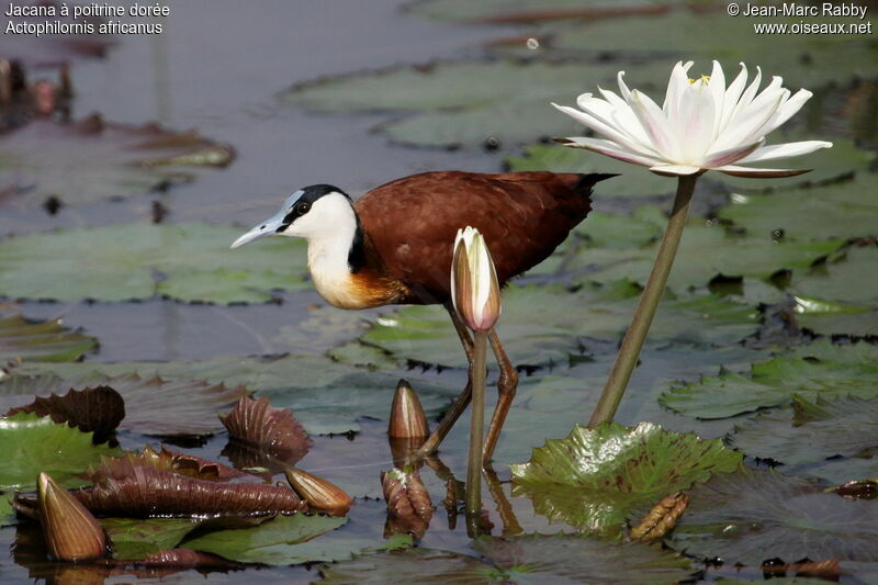 African Jacana, identification