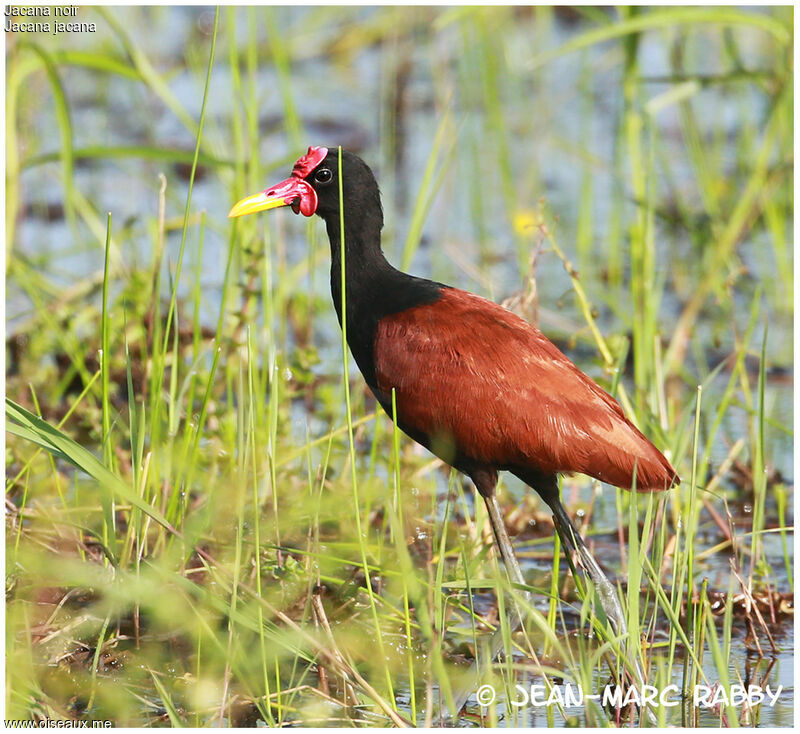 Wattled Jacana, identification