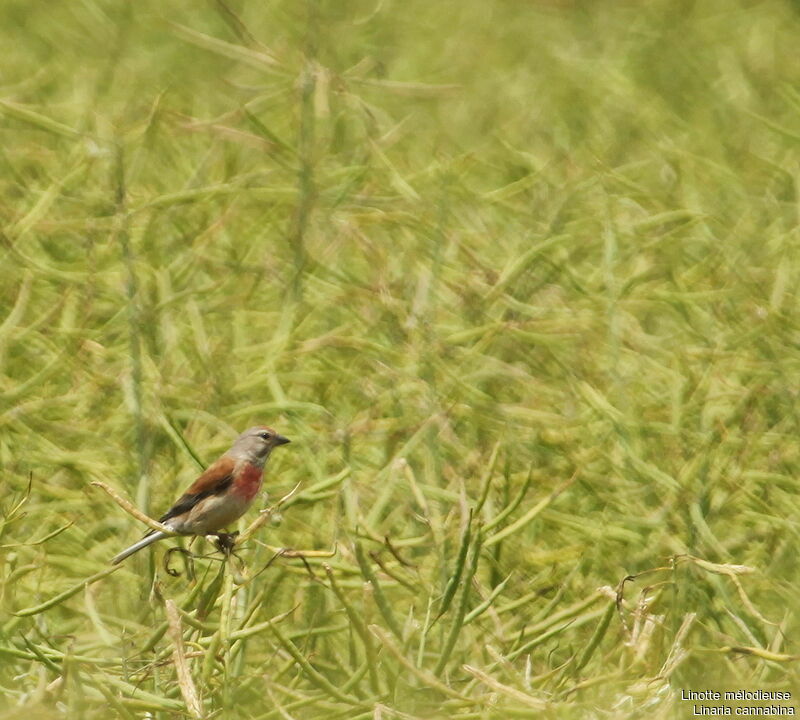 Linotte mélodieuse, identification