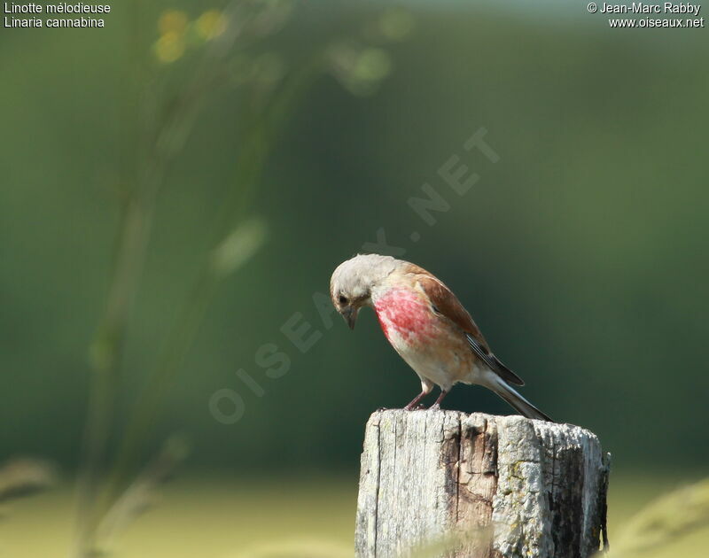 Common Linnet, identification