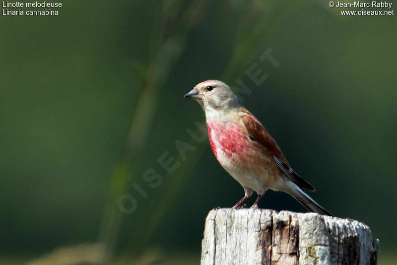 Common Linnet, identification