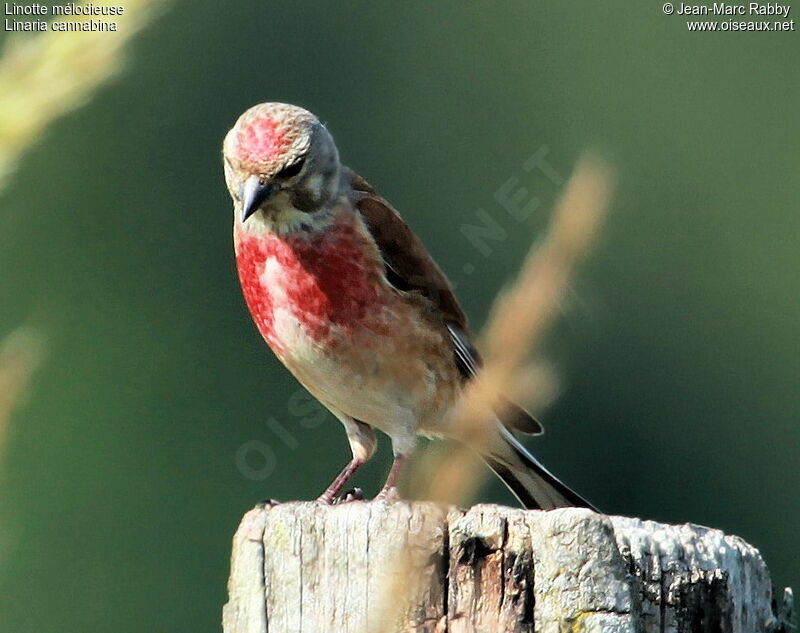 Linotte mélodieuse, identification