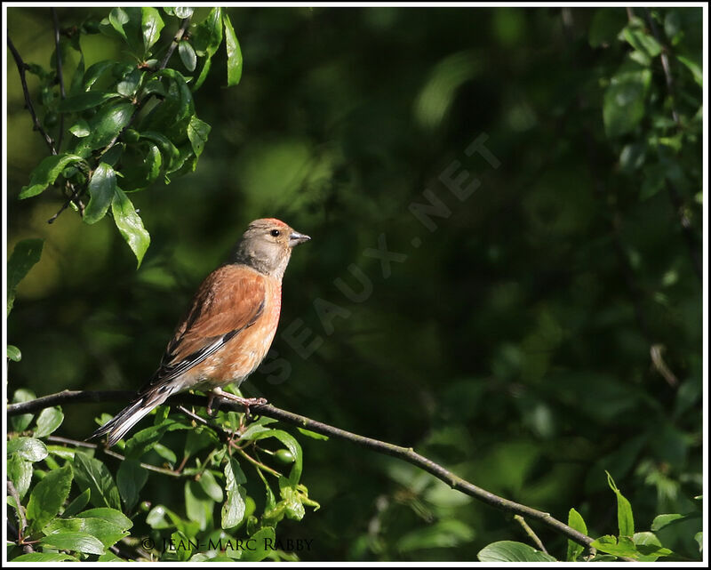 Linotte mélodieuse, identification