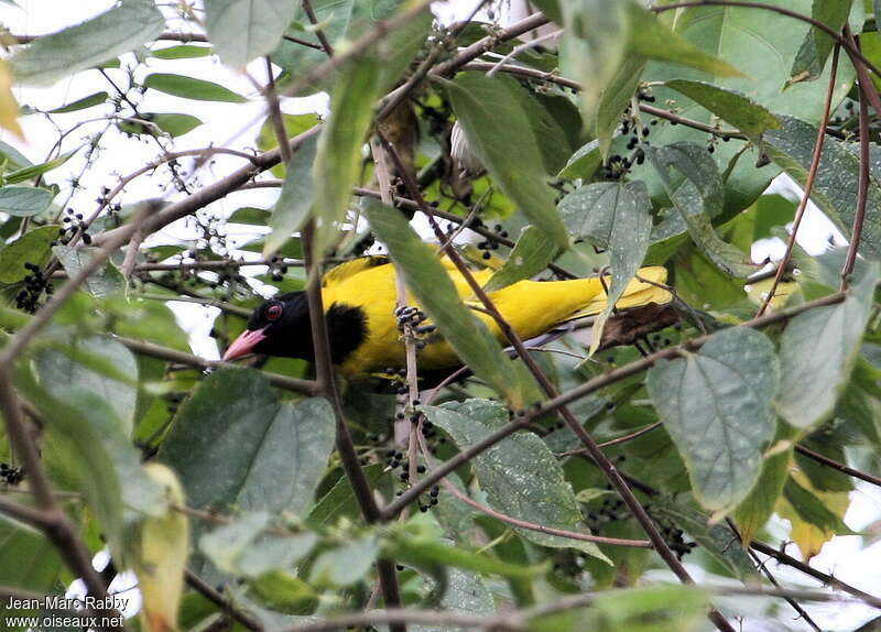 Black-winged Orioleadult, habitat, pigmentation, feeding habits