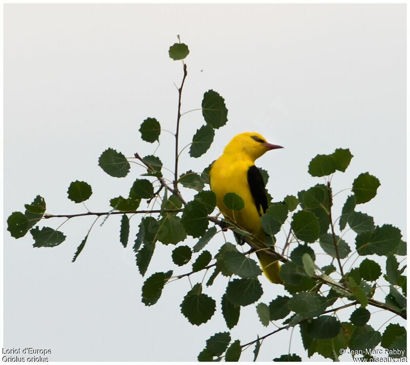 Eurasian Golden Oriole, identification